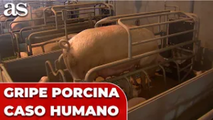 Detectado un caso humano de GRIPE PORCINA en Lleida