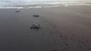 Liberación de tortugas en La Unión