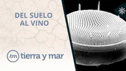 Earth and Sea | From Soil to Wine