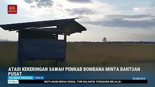 ATASI KEKERINGAN SAWAH PEMKAB BOMBANA MINTA BANTUAN PUSAT