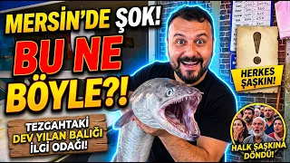 Mezitli'de yılan balığı tezgahta ilgi görüyor @Kanal33mersin