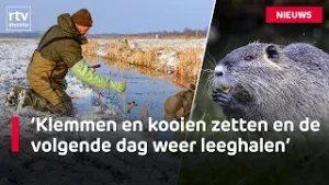 Dit is waarom bever- en muskusratten een probleem blijven | RTV Drenthe