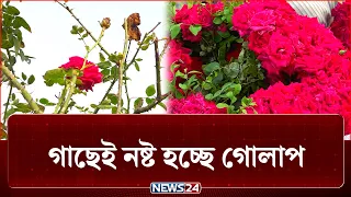 অজানা ভাইরাসে নষ্ট হচ্ছে গোলাপের পাতা ও কলি, মিলছে না সুরাহা | Flower | NEWS24