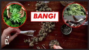 MAZITO USIYOYAFAHAMU KUHUSU BANGI, LEO UTAWEKA MIKONO KICHWANI, NI ZAIDI YA BALAA