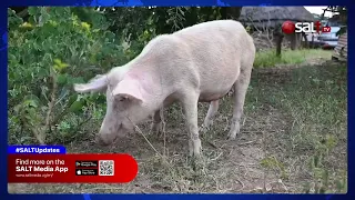 BADDUSE MU LUKIIKO : Akulira eby’emjigiriza ne engeneera baliira ku nsiko