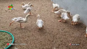 INOVASI UBAH SAMPAH ORGANIK JADI BUDIDAYA MAGOT UNTUK PAKAN UNGGAS DAN IKAN