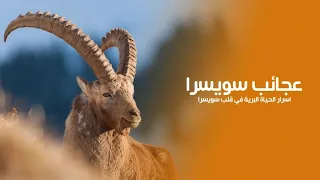 عجائب سويسرا مملكة الصمت والجمال: أسرار الحياة البرية في قلب سويسرا | كويست عربية Quest Arabiya