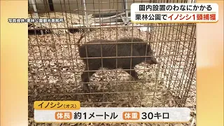 Wild Boar Captured at Ritsurin Garden in Takamatsu: Approximately 1 Meter Long… Caught in Box Tra...