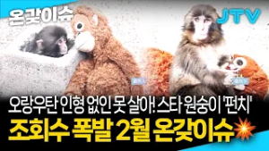 [온갖이슈] 오랑우탄 인형 없인 못 살아! 스타 원숭이 '펀치' | 조회수 폭발 2월 온갖이슈?