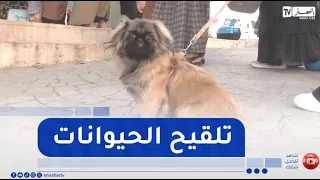 Constantine: Free Rabies Vaccination Campaign for Pets Begins