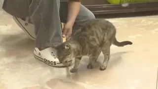 犬や猫を新たな飼い主へ…動物愛護管理センターを夏休み中の小学生が見学 ペットの命の大切さについて学ぶ (2026年7月28日)