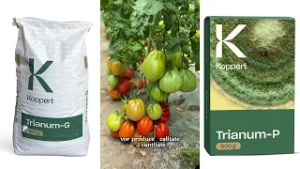 Universal Group Trianum P si Trianum G cu ing  Marius Popescu 24 02 2026