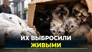 13 cats found tied in bags on the highway near Gubkinsky