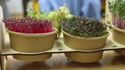 Děti ze ZŠ Dr. Joklíka se naučily pěstovat microgreens