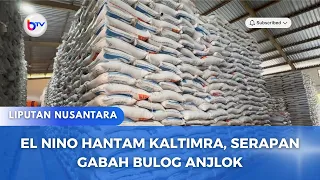 EL NINO HANTAM KALTIMRA, SERAPAN GABAH BULOG ANJLOK