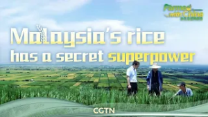 Farmed with China: Malaysia's rice has a secret superpower