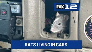 Over 100 pet rats found living in parked cars in Eugene, police say