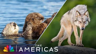Tom Hanks Shows How Lone Wolf and Single Otter Mother THRIVE | The Americas | NBC