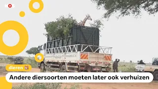 Giraffes moving to a new habitat