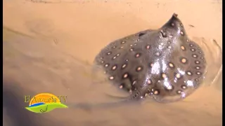 LAPACHO CANAL 11 FORMOSA - EL ANZUELO TV 18-09-2015