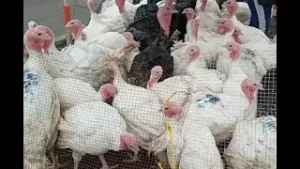Pavos, lechones y hasta cuyes: Cientos compran lo necesario para la cena navideña de último minuto