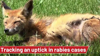 Rabies cases increasing: Are your pets at risk?