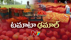Tomato: టమాట ధర ఢమాల్‌.. ఫ్రీగా పంచుతున్న రైతులు | NTV Telugu