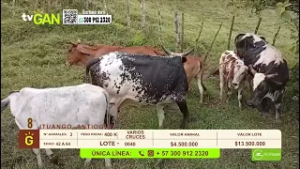 Tu vitrina ganadera- TvAgro por Juan Gonzalo Angel