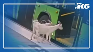 Portland's viral bus goats get their own t-shirt