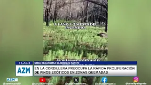 En la cordillera preocupa la rápida proliferación de pinos exóticos en zonas quemadas