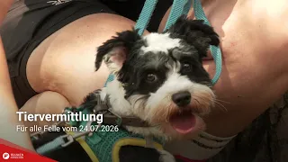 Pet Adoption: Paws for a Cause from 07/24/2026