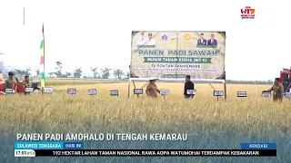 AMOHALO RICE HARVEST IN THE MIDST OF THE DROUGHT