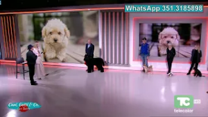Cani e Gatti e Compagnia - live Taietti 23.02.2026