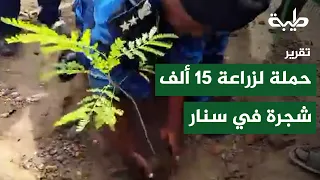 Sennar launches a campaign to plant 15,000 trees and enhance vegetation cover | Report