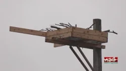 Outdoor Campus adds osprey pole