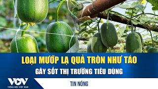 The strange apple-shaped luffa taking the market by storm | VOV