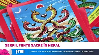 Șerpii, ființe sacre în Nepal: laptele este oferit zeităților-șerpi