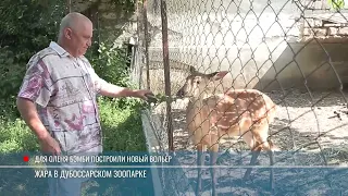 Dubossary Zoo: How the animals are beating the heat