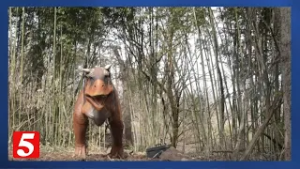 DinoTrek is back at Nashville Zoo with nearly 50 dinosaurs