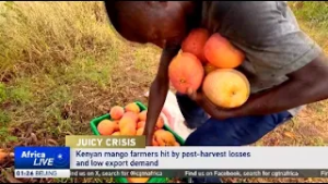 Kenyan mango farmers hit by post-harvest losses