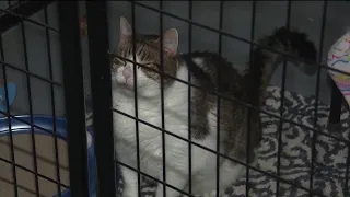 NIPSCO bills put northwest Indiana cat shelter at risk of closing