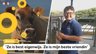Charlie makes money with his own cow