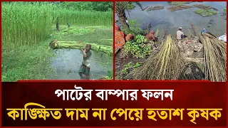 পাটের বাম্পার ফলন, কাঙ্ক্ষিত দাম না পেয়ে হতাশ কৃষক | Mytv