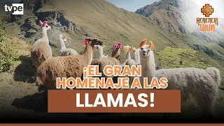 MACHUCH’ALLAY: el ancestral homenaje a las llamas, guardianas de los Andes