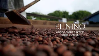 Inside El Nino – Cocoa crops and Brazil's bitter outlook
