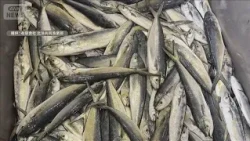 Salmon Catch Plummeting in Hokkaido; "Hawaiian Fish" Mahi-Mahi and Pufferfish Found in Abundance ...
