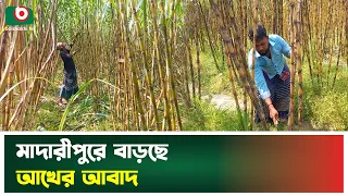 মাদারীপুরে বাড়ছে আখের আবাদ | Madaripur | Sugarcane Farming | Boishakhi Tv News