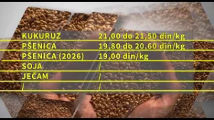 Na Produktnoj berzi za nedelju dana prodato 5.000 tona robe (kukuruz)