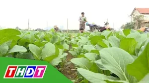 Nông nghiệp sẵn sàng nguồn cung thực phẩm dồi dào cho Tết | THDT