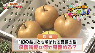 Quiz on the "Phantom Pear" from Kagaya Farm! "Saturday Info Blast!": 2-Choice Showdown! Blast! Qu...